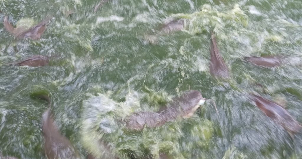 Where to buy  Catfish and fingerlings in Uyo