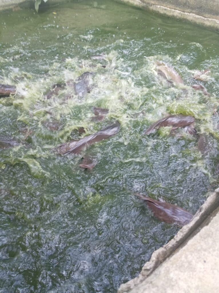 Where to buy  Catfish and fingerlings in Uyo