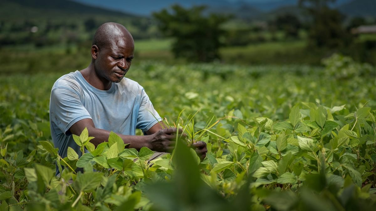 Farmer tending crops in a green field