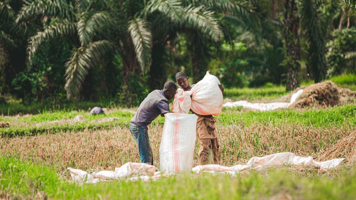 Farm workers harvesting crops in Akwa Ibom State