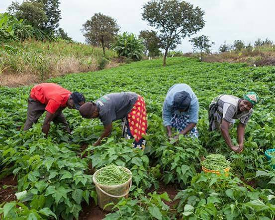 Farm Services in Akwa Ibom: Hire Workers for Land Clearing, Planting, Weeding, Harvesting & Livestock Care