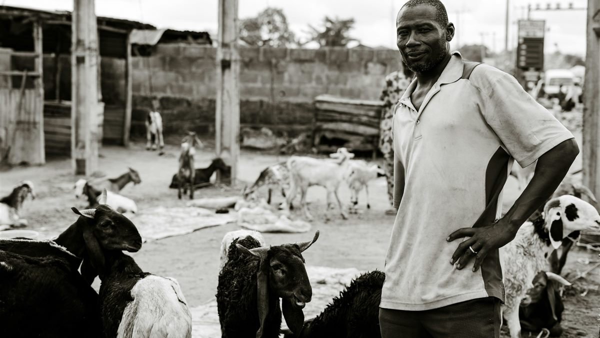 Livestock worker caring for goats